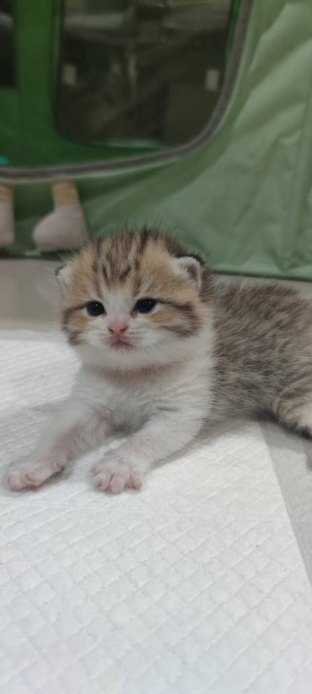 Scottish Fold (girl)