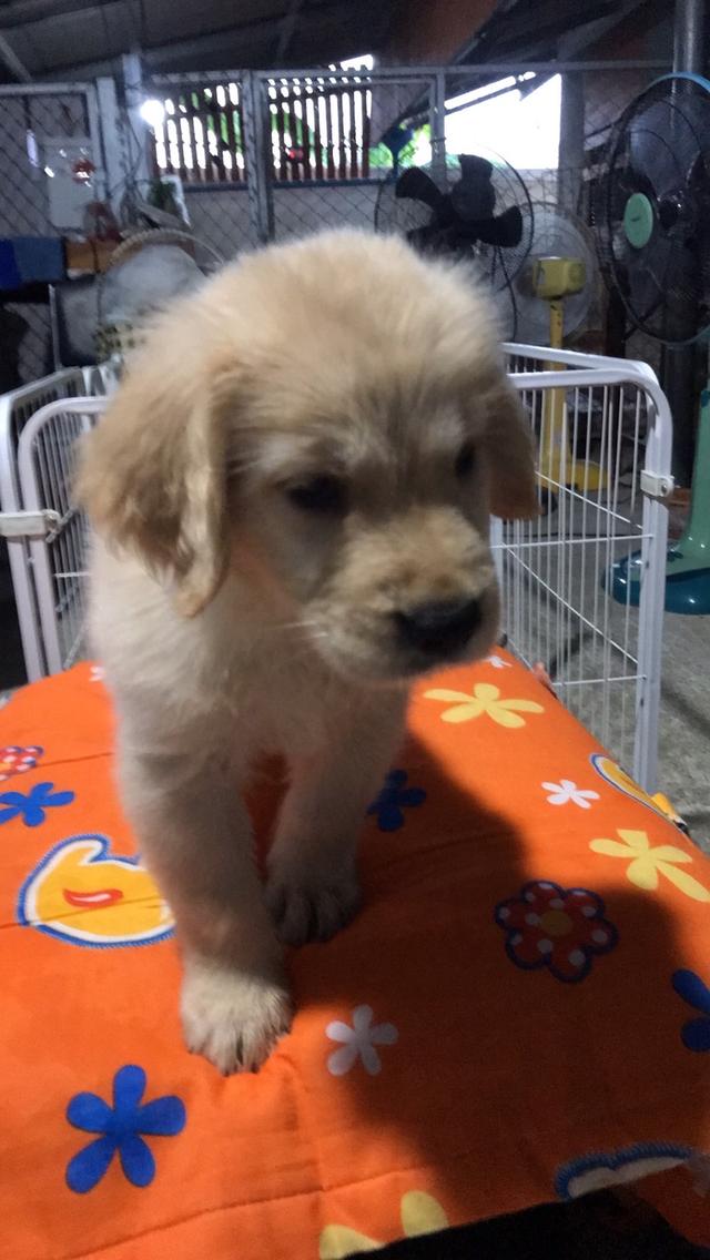 ลูกโกเด้น