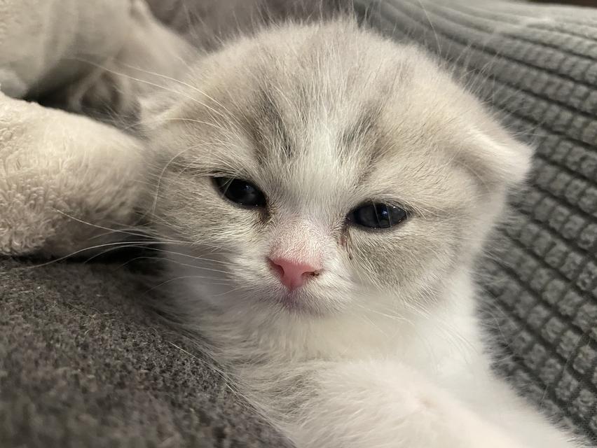 Scottish fold 4