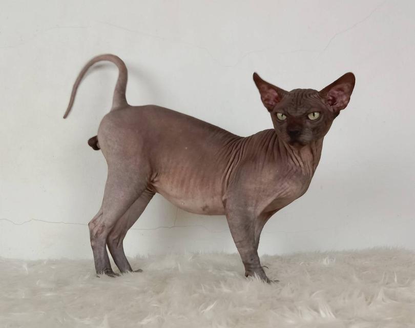 17.แมวสฟิงซ์/เพศผู้ หาบ้าน Sphynx Cat/Male looking for a new home 2