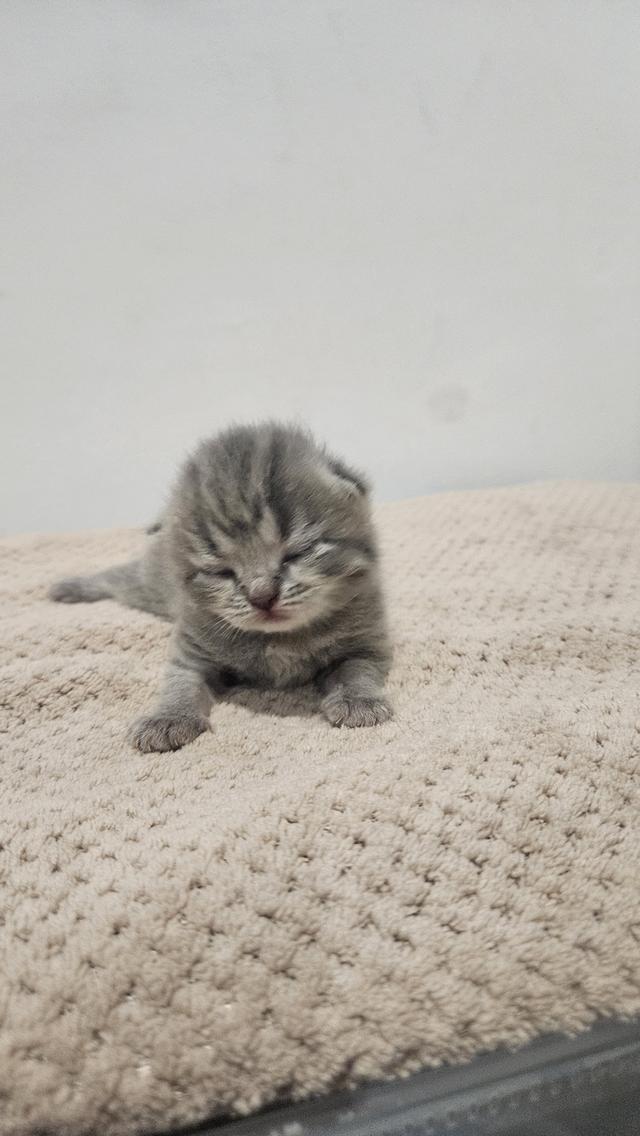 Scottish Fold  สก็อตติชโฟลด์ แท้ ระบบปิดเลี้ยงด้วยรัก รวมวัคซีน ถ่ายพยาธิ หยอดยากันปรสิตและไรหู สมุดวัคซีน 10