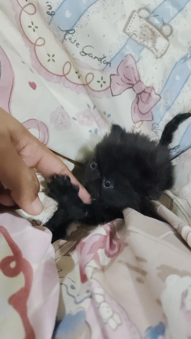 แมวเอ็กโซติกขนยาวแท้ 14