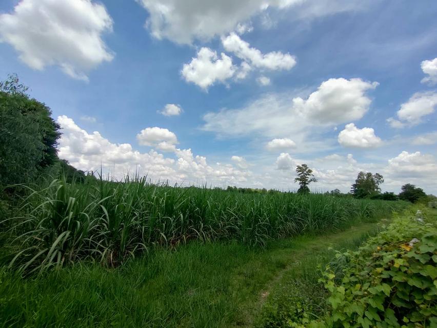 ขายที่ดินเขตอำเภอกระนวน 10 ไร่ 3 ตารางวา 14