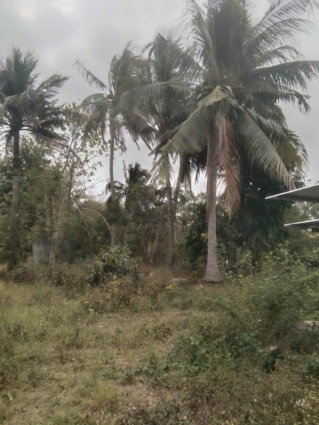 ขายบ้านมือสองพร้อมที่ดิน 15