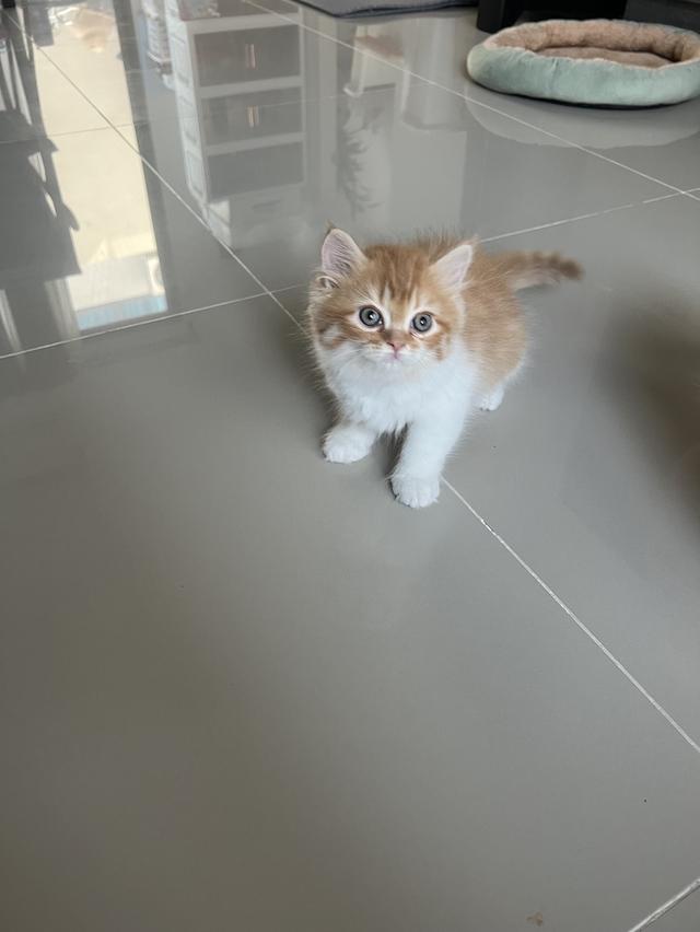 ลูกแมวเปอร์เซียแท้ เลี้ยงระบบปิด