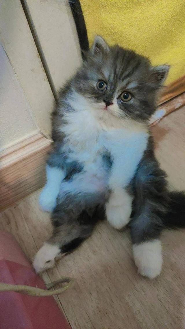 Persian cat เปอร์เซียแท้ 3