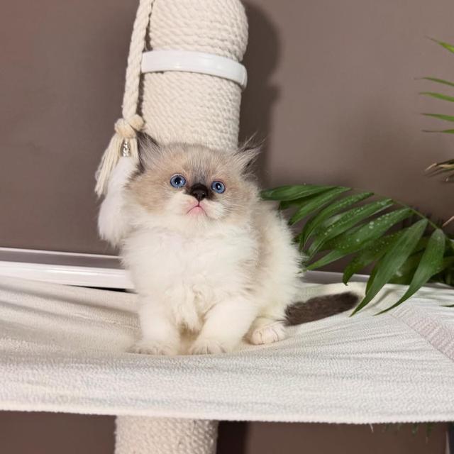 Ragdoll kittens | WhatsApp me : +66 63 826 3042 รูปที่ 5