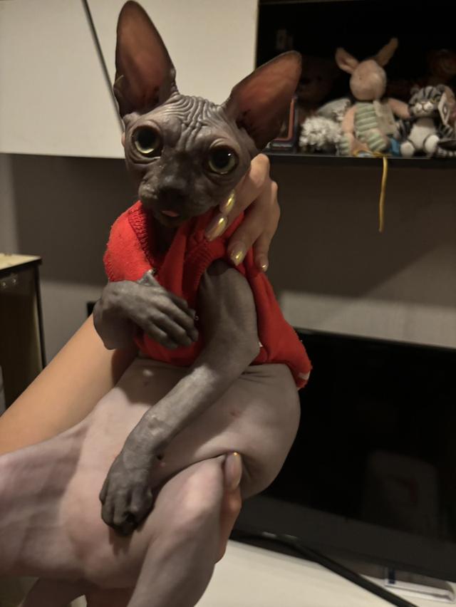 สาวน้อยสฟิงแคนนาเดี่ยนสีบลู(โทนเทาเข้มสวย)🩶 รูปที่ 7