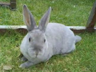 กระต่ายพันธุ์มินิเร็กซ์ 1