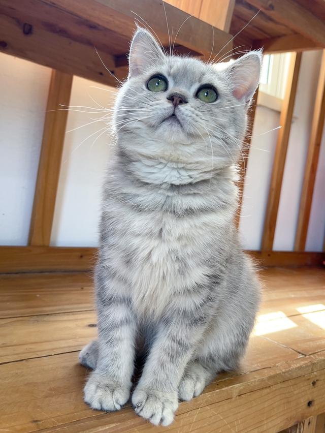 British Shorthair ใบเพ็ด WCF 8