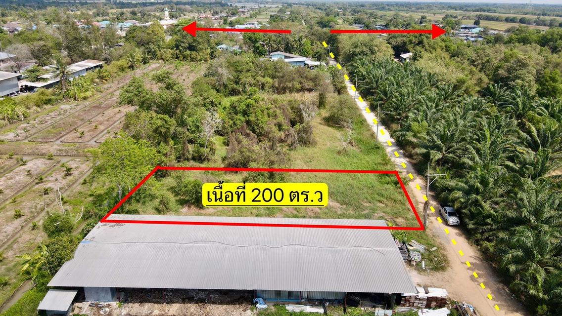 ขายที่ดินหนองเสือ 200 ตรว. คลอง12 ถมแล้ว เหมา890,000บาท ใกล้ถนนเส้น3025 - 210 เมตร จ.ปทุมธานี