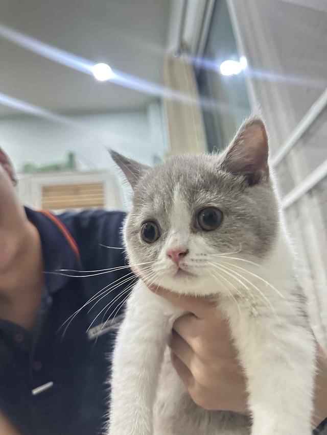 บริติสแท้ มีใบเพด