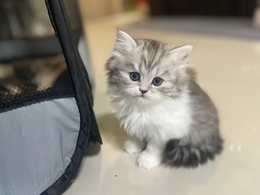 น้องไฝ(เพศเมีย)เกิด19/9/68