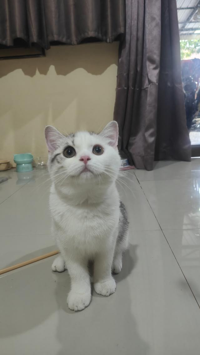 Scottish Fold (boy) 2