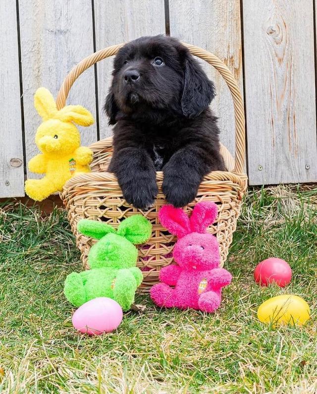 Newfoundland puppies | WhatsApp me : +971 58 208 8241 รูปที่ 4