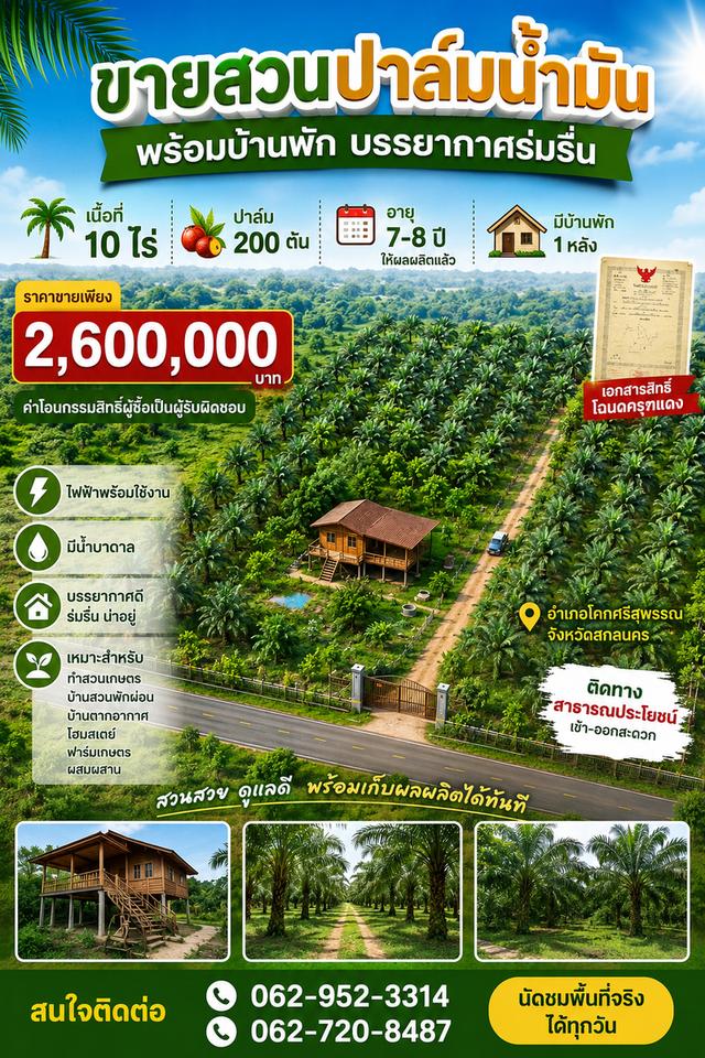 ขายที่ดินพร้อมสวนปาล์ม 1