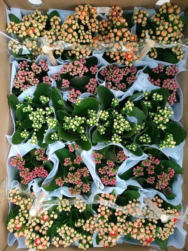 กุหลาบหินพันธุ์ Kalanchoe blossfeldiana Poelln