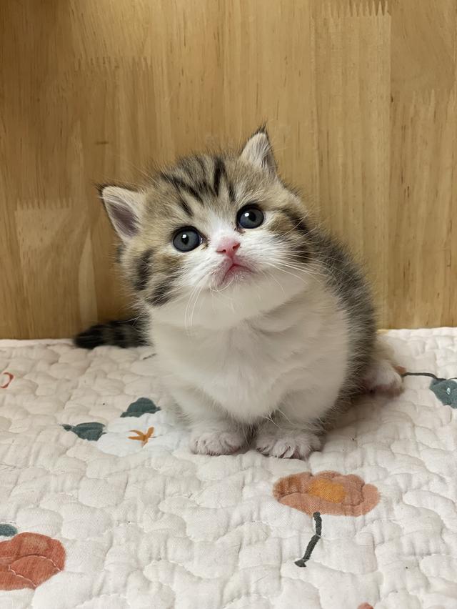 เปิดจองมันช์กิ้นบริติช ขาสั้น รูปที่ 5