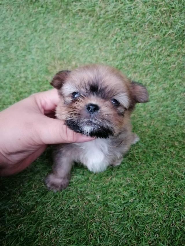 ชิสุห์ปอม ไซส์จิ๋ว 3900 รวมวัคซีน 11