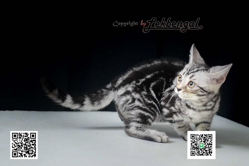 อเมริกันชอตแฮร์พันธุ์แท้ รูปที่ 6