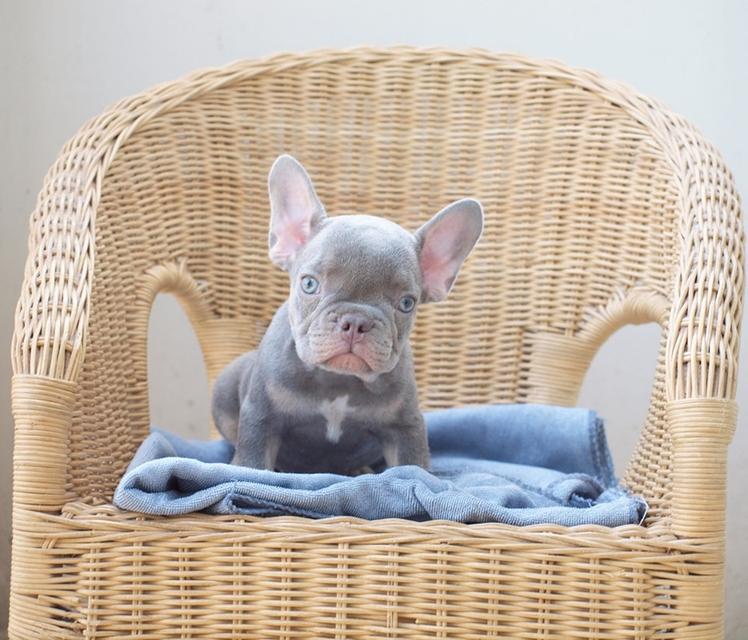 ขาย - เฟรนช์ บูลด็อก (French bulldog)  2