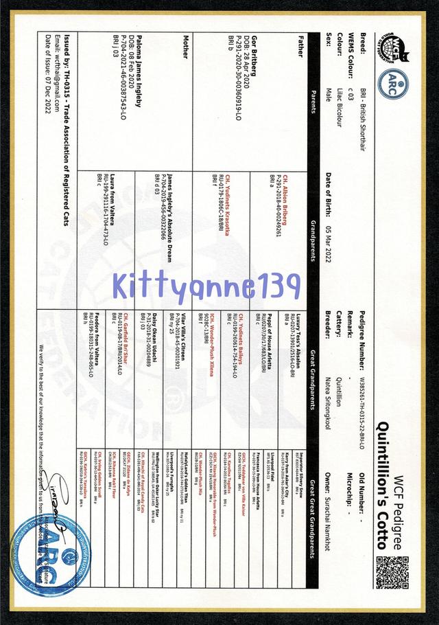 ลูกแมวบริติชหิมาลายันพร้อมย้ายบ้าน รูปที่ 20