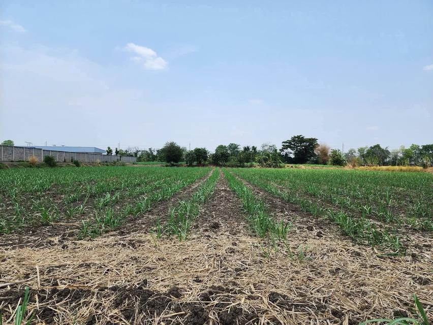 ขายที่ดิน26ไร่อำเภอหนองบุญมากจังหวัดนครราชสีมา #ติดถนนโชคชัยเดชอุดมทร.24 6