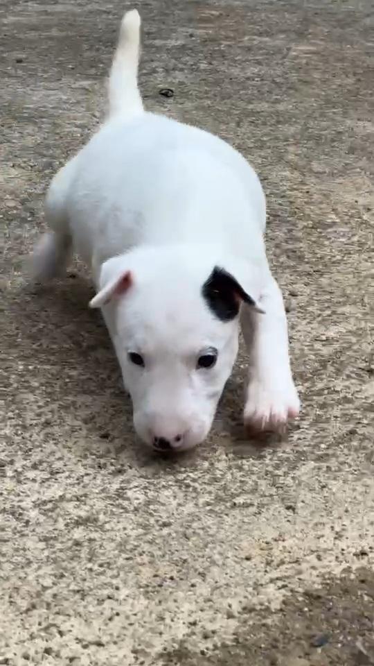 บลูเทอเรีย Bullterrier std 7