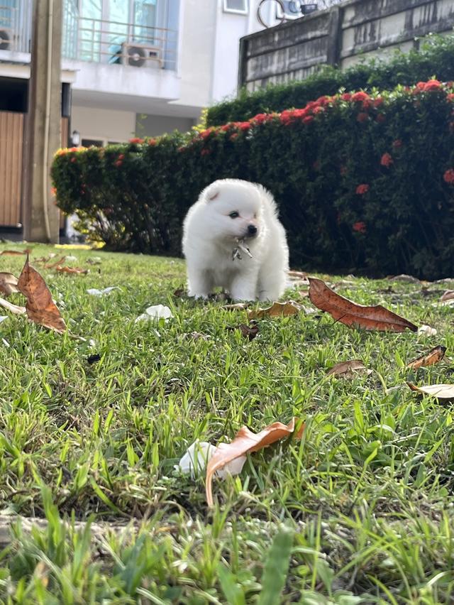 Japanese Spitz (สุนัขพันธุ์สปิตซ์ญี่ปุ่น) 15