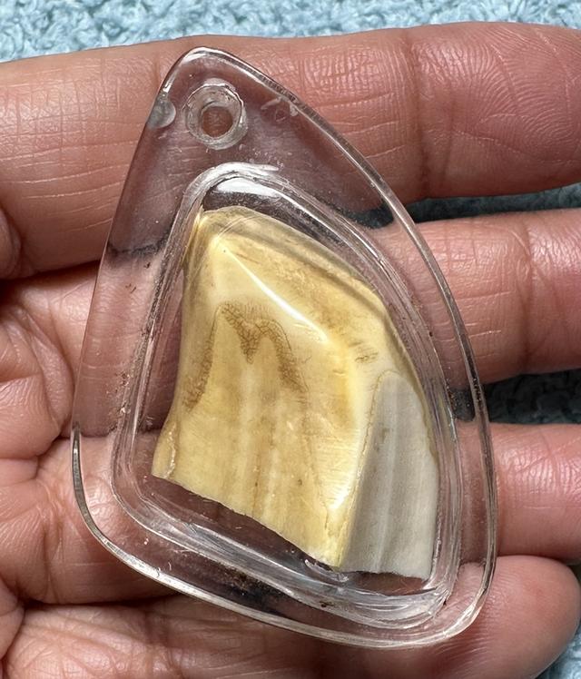 ปลายเขี้ยวหมูตัน เข้มขลัง