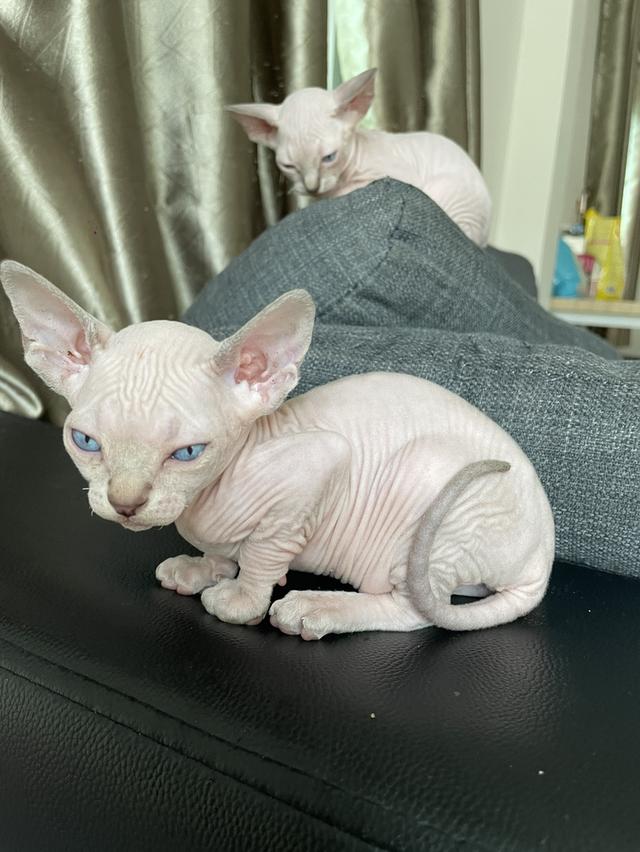 แมวสฟิงซ์แท้ทั้งพ่อและแม่ รูปที่ 5