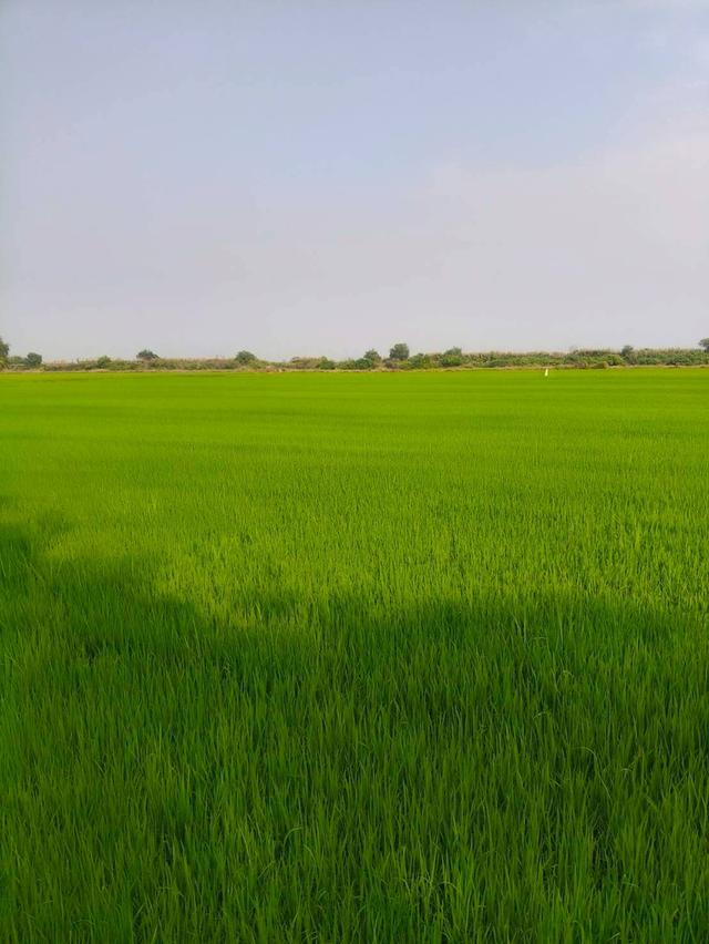 ขายที่เปล่า (ที่นา) จ. สุพรรณบุรี 6