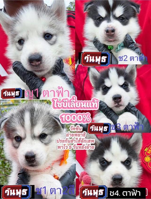 ไซบีเรี่ยนฮัสกี้แท้100%