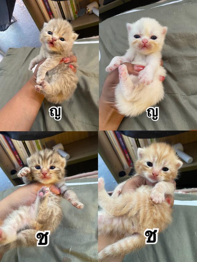 เปิดจอง น้องแมวสก็อตติช