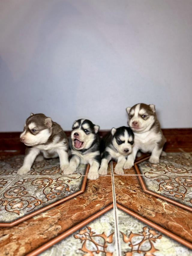 ลูกสุนัขไซบีเรียนฮัสกี้ 3