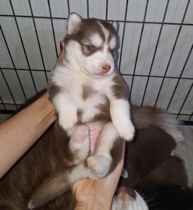 ไซบีเรียน