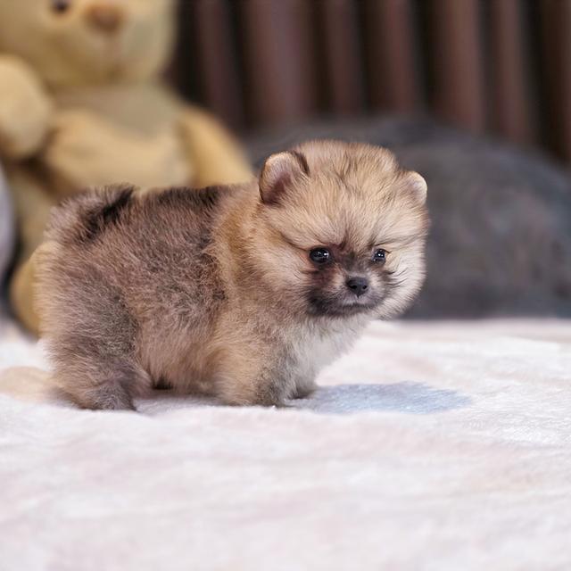 ปอมทีคัพน้องเชอเบลเพศหญิงสาวน้อยน่ารักมาก