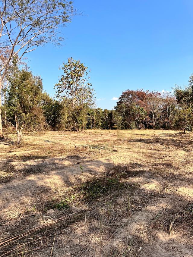 ประกาศขายที่ดิน ทำเลศักยภาพ ใกล้ไร่ชาฉุยฟง ตำบลศรีค้ำ อำเภอแม่จัน จังหวัดเชียงราย 57110 10