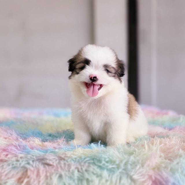 ชิสุผสมปอม เพศผู้ พิกัดรามอินทรา 4