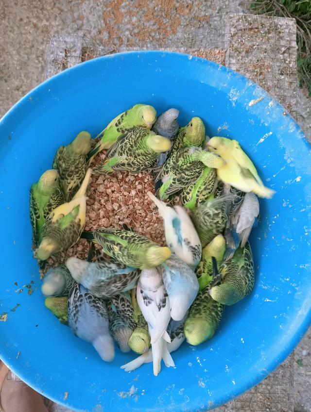 นกหงษ์หยก,นกเลิฟเบิร์ด