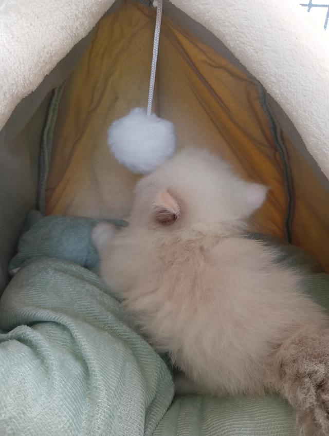 สก็อตติชเพศเมีย น่ารัก รูปที่ 6