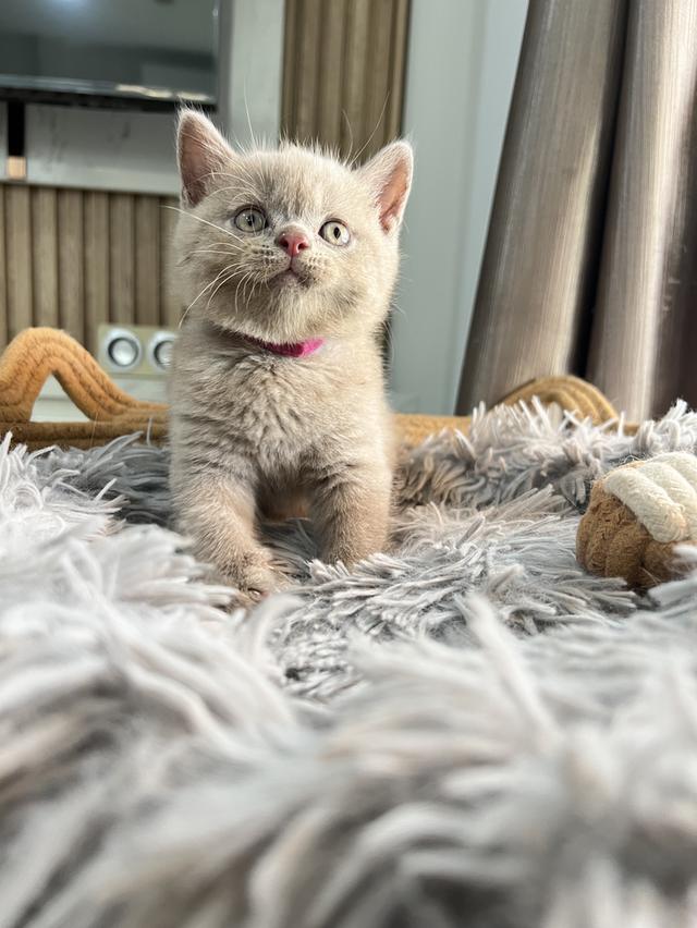ลูกแมว บริติช ช็อตแฮร์ ใบเพ็ดนอกWCF(British Shorthair) 15
