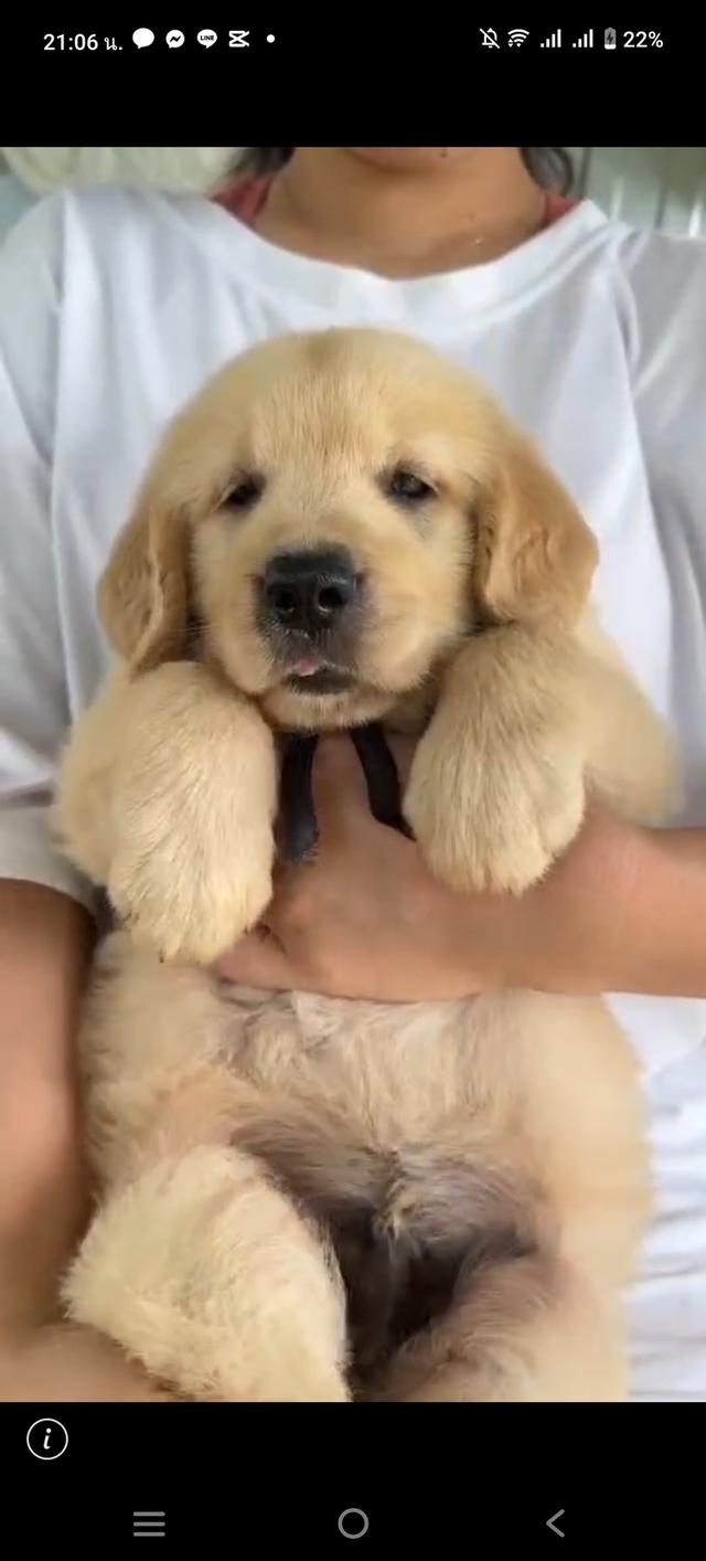 สุนัขพันธุ์โกลเด้นรีทรีฟเวอร์