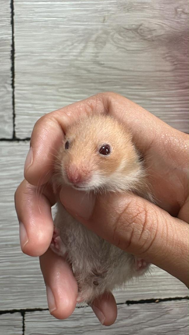 แฮมเตอรจ้าๆๆๆๆๆๆๆๆๆๆๆ