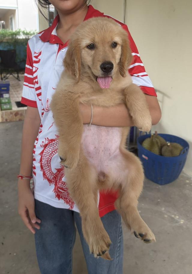 🐶 ลูกโกลเด้นรีทรีฟเวอร์ พร้อมย้ายบ้านค่ะ