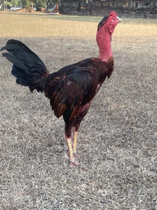 ไก่ชนพม่าผีมือดี ตีแม่น