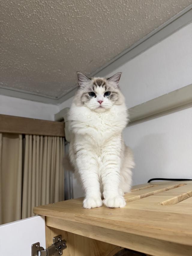 แมวแร็ดอลผู้หญิงอายุ7เดือน พร้อมจ้าย รูปที่ 3