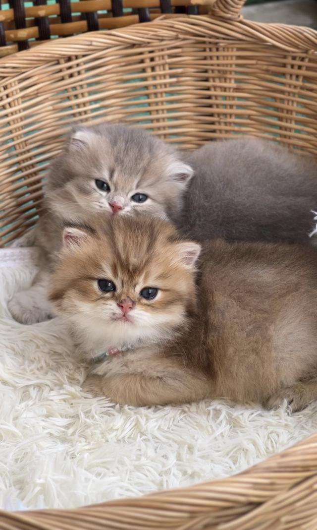 🧒 เด็กชายบริติช ตะมุตะมิ