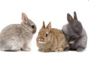 เนเธอร์แลนด์ดวอร์ฟ (Netherland Dwarf) 1