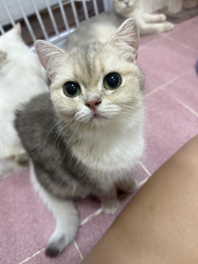 แมวบริติช 7